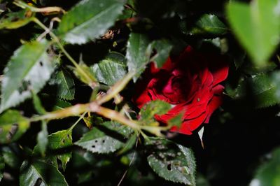 Close-up of plant