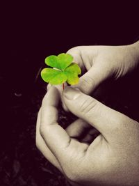 Cropped image of hand holding plant