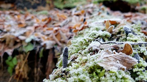 Close-up of mushrooms growing on plant