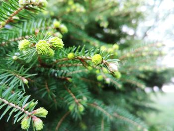 Close-up of pine tree