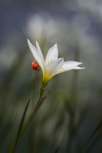 Close-up of white flowering plant