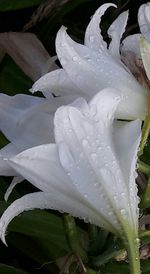 Macro shot of water drops on flower