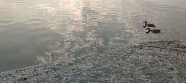 High angle view of bird flying over lake