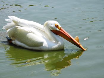 Swan swimming in lake