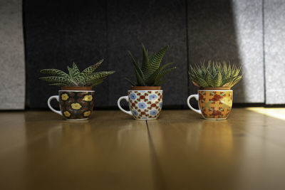 Potted plants on table