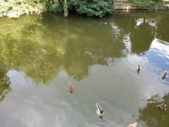 High angle view of swans swimming in lake