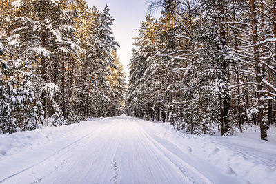 Trees on snow covered landscape