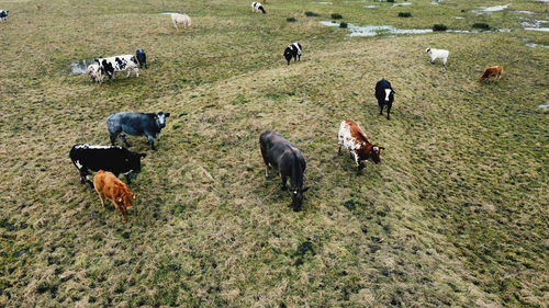 High angle view of cows on field