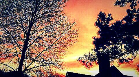 sunset, tree, silhouette, orange color, bare tree, low angle view, sky, branch, built structure, architecture, building exterior, beauty in nature, cloud - sky, scenics, nature, tranquility, dramatic sky, house, dusk, outdoors