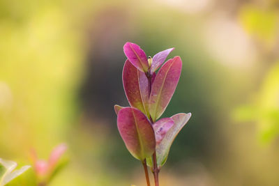 Close-up of pink flowering plant