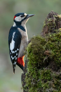 Close-up of bird perching on a tree