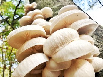 Close-up of mushrooms growing on tree