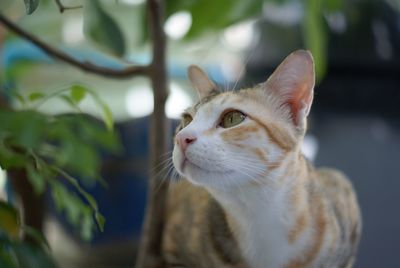 Close-up of a cat looking away