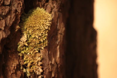 Close-up of tree trunk