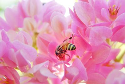 Close-up of bee pollinating on pink flower