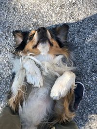 High angle view of dog relaxing outdoors