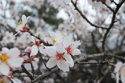 Close-up of cherry blossoms