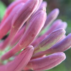 Macro shot of pink flower