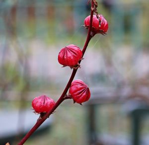 Close-up of red rose bud