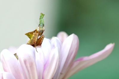 Close-up of insect on flower