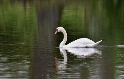 Swans swimming in lake