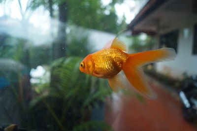 Close-up of fish swimming in aquarium