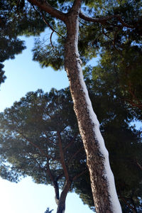 Low angle view of tree against sky