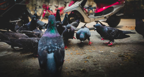 Flock of pigeons feeding on street