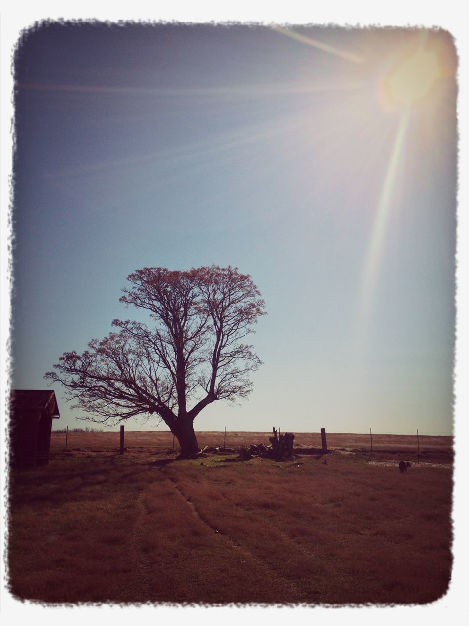 transfer print, auto post production filter, tree, tranquility, sun, tranquil scene, bare tree, field, landscape, scenics, sunlight, nature, beauty in nature, sky, grass, sunbeam, branch, lens flare, clear sky, non-urban scene