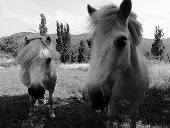 Horses standing on field against sky