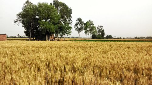 Scenic view of wheat field against clear sky