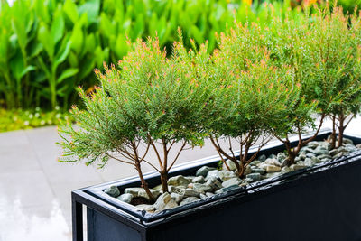 Close-up of potted plants in yard