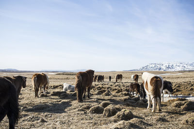 Horses on landscape against sky