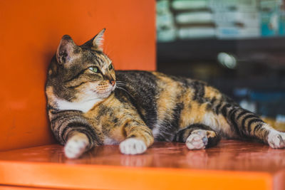 Close-up of cat looking away while relaxing on orange container