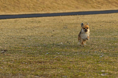 Dog running on grassland