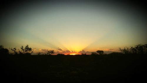 Silhouette trees against sky during sunset