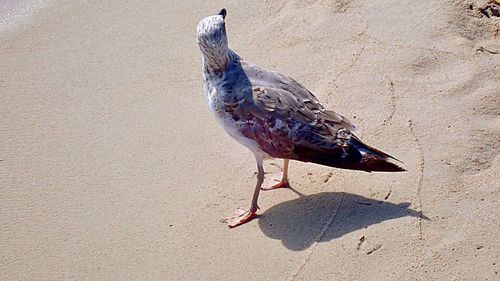Close-up of a bird on sand