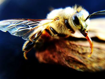 Close-up of bee pollinating flower