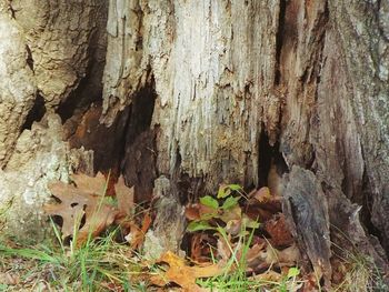 Close-up of tree trunk