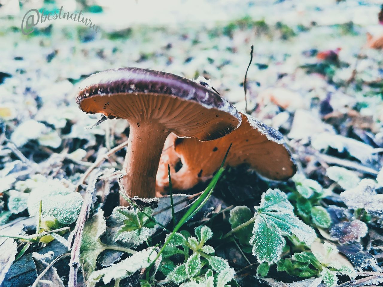 CLOSE-UP OF MUSHROOM GROWING ON LAND