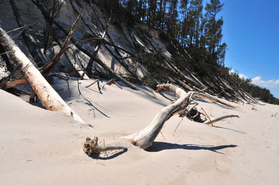 Driftwood on sand at beach against sky