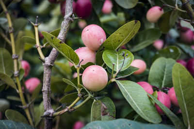 Close-up of berries growing on tree