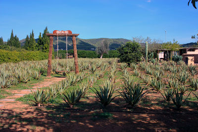 Scenic view of field against clear sky