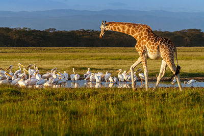 Giraffe and pelicans by pond in forest