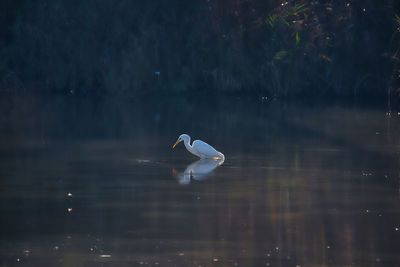 Swan swimming in lake