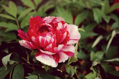 Close-up of pink rose