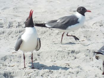 Seagulls on beach