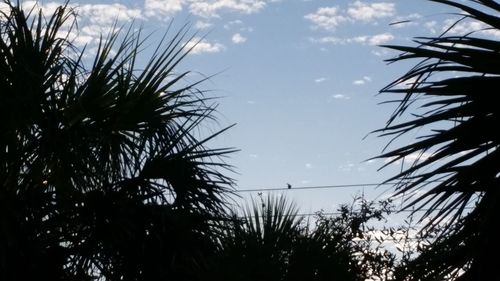 Low angle view of palm trees against sky