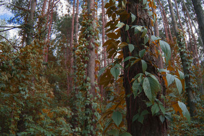 Close-up of autumnal trees in forest