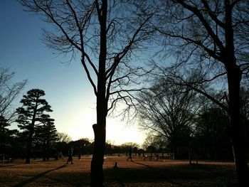 Bare trees at sunset